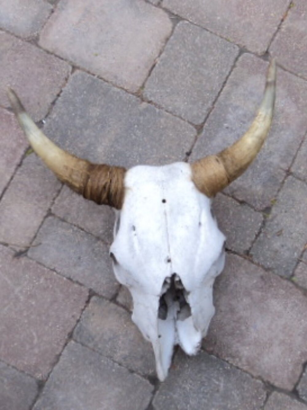 longhorn skull with horns